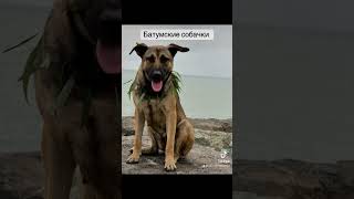 dog batumi georgia собака пес батуми [upl. by Eniowtna913]