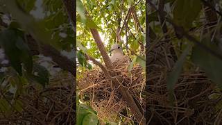 Beautiful Bird Nest In My garden🏡nature youtube shorts [upl. by Rask]