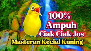 CIAK CIAK JOS MASTERAN KECIAL KUNING AMPUH [upl. by Whitson766]