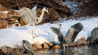 Battle of the Grey Herons Who Will Occupy the Fishing Spot 蒼鷺爭奪釣位 [upl. by Ellekcir909]