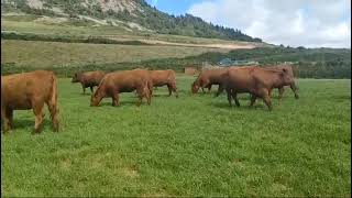 Luing Cows [upl. by Petras]