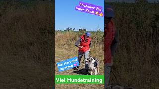 Kommandos durch Körpersprache beim Hund durchsetzen 💥🐶👍 hundetraining hundeerziehung [upl. by Madelon]