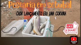 pescaria em setubalcada lançamento era uma corvina [upl. by Naenej]