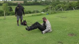 Fit For Purpose Cane Corso Personal Protection Training [upl. by Eenattirb192]