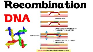 DNA recombination basic [upl. by Delahk]