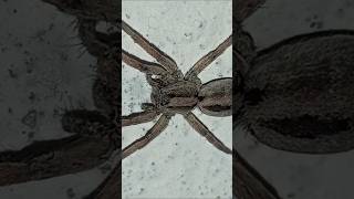 Wolf spider 🕷️🕷️🕷️🕷️🕷️ inconter short fypシ゚viral shortvideo viralshorts 2024 [upl. by Razatlab]