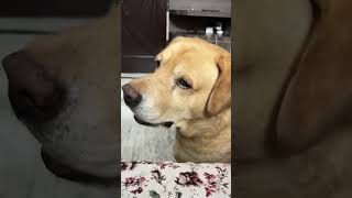 Funny dog video 😂😂😂😂😂😂😂😂 [upl. by Leakim]