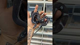 URSULA the Anery Scaleless Corn Snake😈 [upl. by Sophia457]