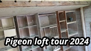 Pigeon loft tour  breeding loft  Youngbirds 2024 [upl. by Bonnell524]