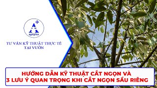 Hướng dẫn kỹ thuật cắt ngọn và 3 lưu ý quan trọng khi cắt ngọn sầu riêng  AgriPlus [upl. by Watts607]