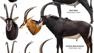 História da palanca negra Gigante🇦🇴 animal que só existe em Angola [upl. by Yun478]