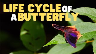 Life Cycle of a butterfly  Butterflies for Kids  Learn the 4 stages of the butterfly life cycle [upl. by Brinkema]