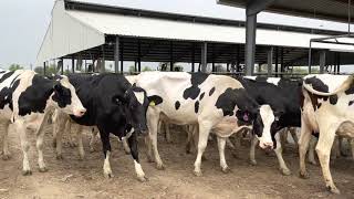 Modern Dairy Farm  Top Quality Holstein Friesian Cows  HRM DAIRIES  in Pakistan by Mukkram [upl. by Enaid]