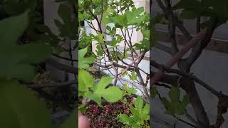 Buah Tin Ara dalam Pot shortvideo shorts didicahbagoes nature farming tabulampot fruit [upl. by Erreid]