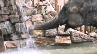 Skanda Vale  Valli the temple elephant takes a bath [upl. by Ahsaeym113]