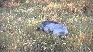 Wild Boar Sus scrofa at Kaziranga National Park [upl. by Aner]