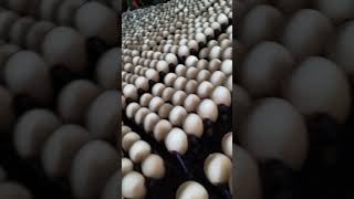 Egg wark Hyderabad [upl. by Ycram]