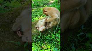 Lovely monkeys episode 48 otheranimals168 monkey animals [upl. by Aruam]