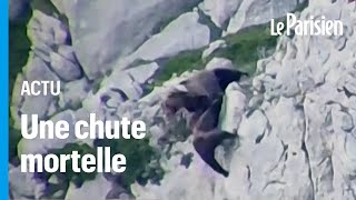 Deux ours font une chute impressionnante après un combat à flanc de montagne en Espagne [upl. by Eremihc]