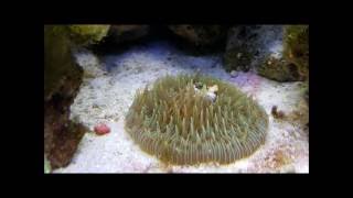 fungia coral eating clownfish [upl. by Driscoll]