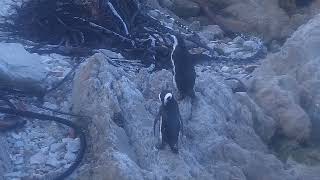 Stony Point Penguins South Africa exploreorg 20241023 [upl. by Norreg813]