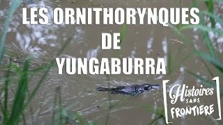 Les ornithorynques de Yungaburra [upl. by Aliuqaj]