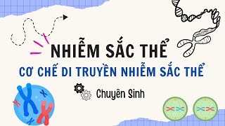 Nhiễm Sắc Thể và Cơ Chế Di Truyền Bài 5 Sinh Học 12 Học Nhanh và Hiệu Quả [upl. by Suirradal]