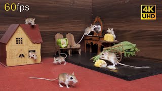 Ultimate Cat TV for cats to watch Adorable Mice Enjoying Feast with Hide and Seek Fun 4k 8 hour [upl. by Hairakcaz]