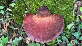 Fistulina hepatica September 2 2024 [upl. by Noedig249]