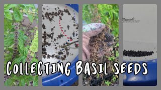 How to Collect Basil Seeds Easily  Grow Your Own Herbs shorts [upl. by Eittap603]