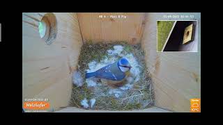 live bulue tip Nest cam mimi pip 2022 RECKE Germany NatureTec Excel welzhofer best go reecam live [upl. by Adilen]