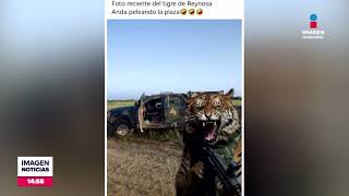 Tigre Siberiano se escapa del Zoológico de Reynosa  Noticias MTY con Brenda Cavazos [upl. by Irac]