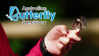 Australian Butterfly Sanctuary Highlights video [upl. by Anilocin]