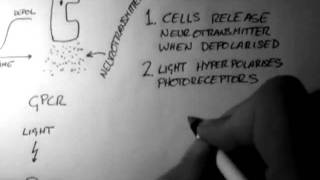 Photoreceptors Vision 1 of 5 [upl. by Trixy]