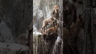 How Mountain Goats Master the Art of Climbing [upl. by Harriette]