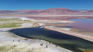 Laguna Carachi Pampa Antofagasta de la Sierra [upl. by Anyad]