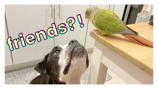 HOW TO INTRODUCE DOGS AND BIRDS TO EACH OTHER [upl. by Narmi]