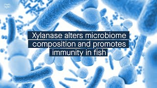 Xylanase increases butyrate levels in the fish gut leading to enhanced immune protection [upl. by Notled]