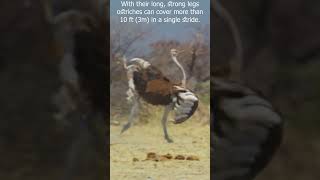 How Fast Can Ostrich Run 060 kmh in [upl. by Naut]