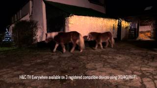 The best horsey Christmas advert ever [upl. by Belvia534]