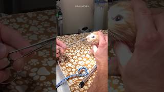 Huge Parasite Removed from Kitten’s Nose 😳 [upl. by Viva]