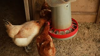 Best Feed Recommendation for Noiler Chickens [upl. by Suollecram]