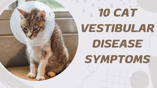 10 Cat Vestibular Disease Symptoms [upl. by Cob]