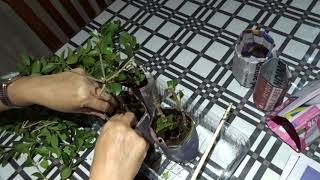 Grow lilly pillys from cuttings [upl. by Yadsendew]