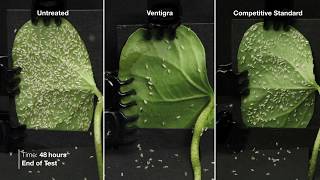 Ventigra® Insecticide  Adult Whitefly Time Lapse [upl. by Brand]