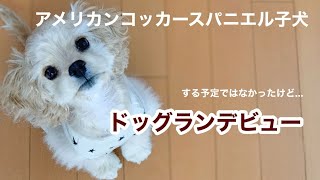 アメリカンコッカースパニエル 子犬 ＊ドッグランデビュー [upl. by Edrei292]