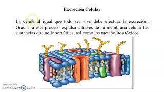 La excreción en los organismos [upl. by Anilrahc]