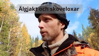 Älgjakt och storoxar i norrländska skogar [upl. by Broida]