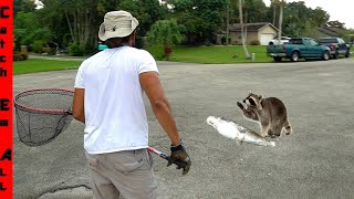 CATCHING the CRITTERS KILLING My PETS [upl. by Hardman925]