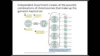 BIOL 2416 Chapter 2 Part 3 Lecture recording [upl. by Harvie]